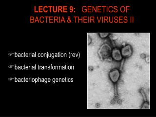 LECTURE 9: GENETICS OF BACTERIA & THEIR VIRUSES II