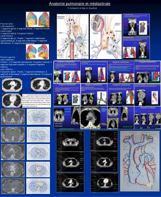 ANATOMIE PET