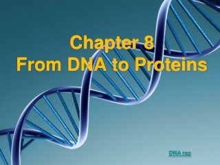 Chapter 8 From DNA to Proteins