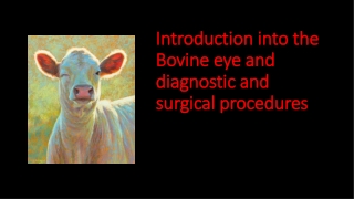 Introduction into the Bovine eye and diagnostic and surgical procedures