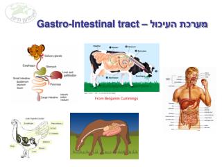 מערכת העיכול – Gastro-Intestinal tract