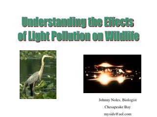 Understanding the Effects of Light Pollution on Wildlife