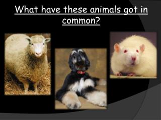What have these animals got in common?