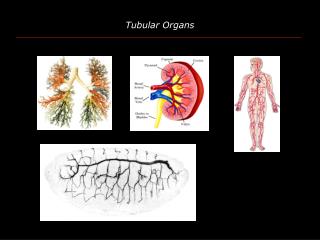 Tubular Organs