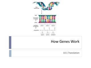 PPT - How Genes Work PowerPoint Presentation - ID:6699685