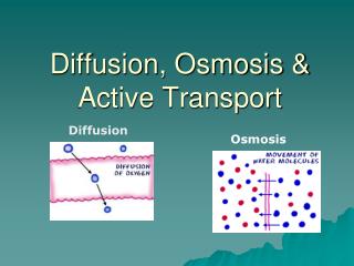 PPT - Diffusion and Osmosis in the Human Body PowerPoint Presentation ...