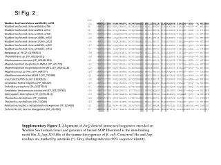 Wadden Sea fosmid clone ws101A12, orf23