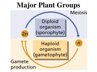 Major Plant Groups