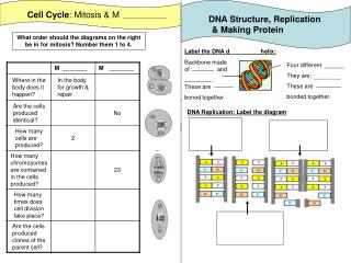 Cell Cycle : Mitosis & M