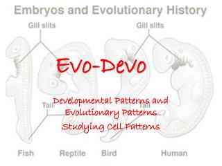 PPT - Evo-Devo PowerPoint Presentation, Free Download - ID:3433648