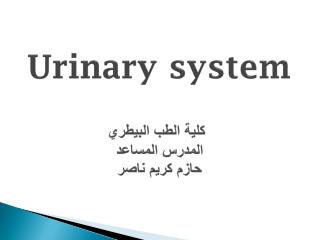 Urinary system كلية الطب البيطري المدرس المساعد حازم كريم ناصر