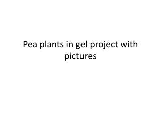 Pea plants in gel project with pictures