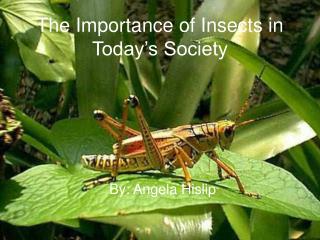 The Importance of Insects in Today’s Society