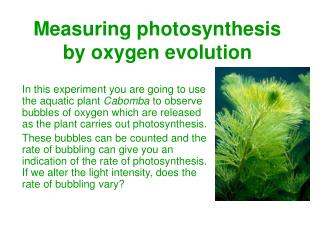 Measuring photosynthesis by oxygen evolution