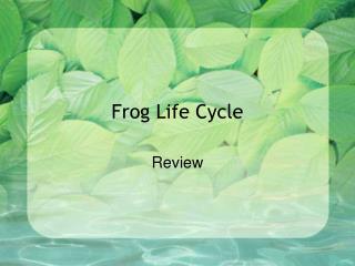 Frog Life Cycle