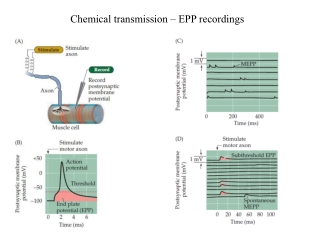 Chemical transmission – EPP recordings
