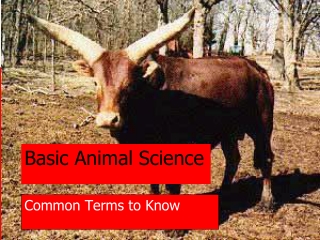 Basic Animal Science