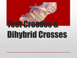Test Crosses & Dihybrid Crosses