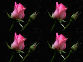 Reine des fleurs
