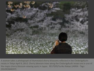 Crazy about cherry blossoms