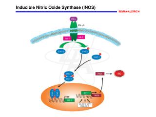 Inducible Nitric Oxide Synthase (iNOS)