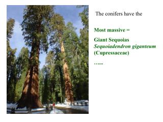 Most massive = Giant Sequoias Sequoiadendron giganteum (Cupressaceae) …...