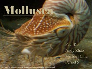 Mollusca