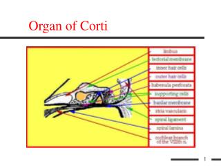 Organ of Corti