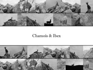 Chamois & Ibex