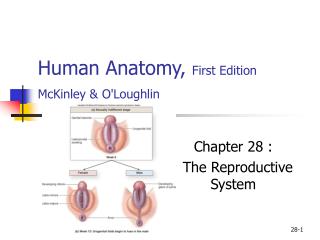 Human Anatomy, First Edition McKinley &amp; O'Loughlin