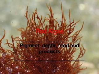 Red Algae