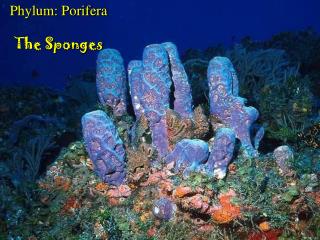 Phylum: Porifera The Sponges