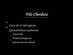 Filo Chordata