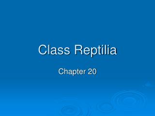 Class Reptilia