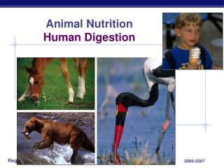 Animal Nutrition Human Digestion