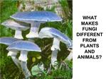 WHAT MAKES FUNGI DIFFERENT FROM PLANTS AND ANIMALS