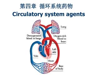 PPT - Closed and Open Circulatory Systems PowerPoint Presentation - ID