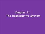 Chapter 11 The Reproductive System