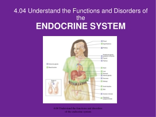 4.04 Understand the Functions and Disorders of the ENDOCRINE SYSTEM