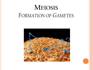 Meiosis Formation of Gametes