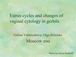 Estrus cycles and changes of vaginal cytology in gerbils