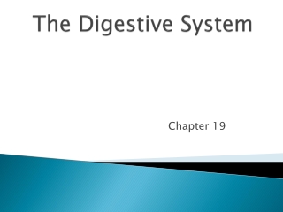 The Digestive System