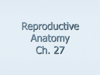 Reproductive Anatomy Ch. 27