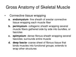 Gross Anatomy of Skeletal Muscle