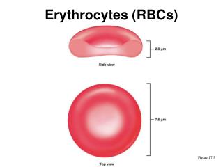 PPT - Erythrocytes (RBCs) PowerPoint Presentation, free download - ID ...