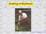 Grafting of Waxflower