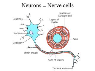 Neurons = Nerve cells