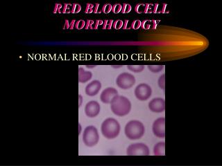 RED BLOOD CELL MORPHOLOGY