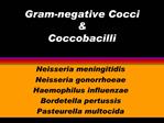 Gram-negative Cocci Coccobacilli