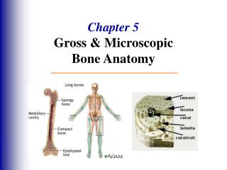 Chapter 5 Gross & Microscopic Bone Anatomy